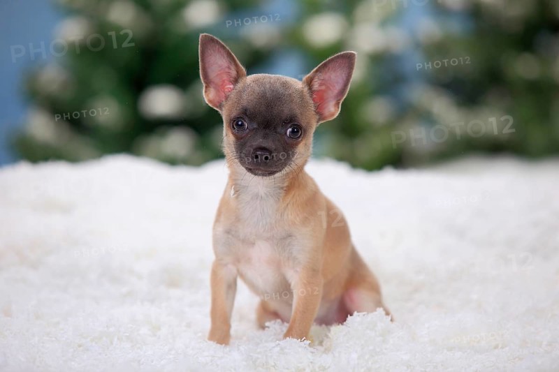 Chihuahua