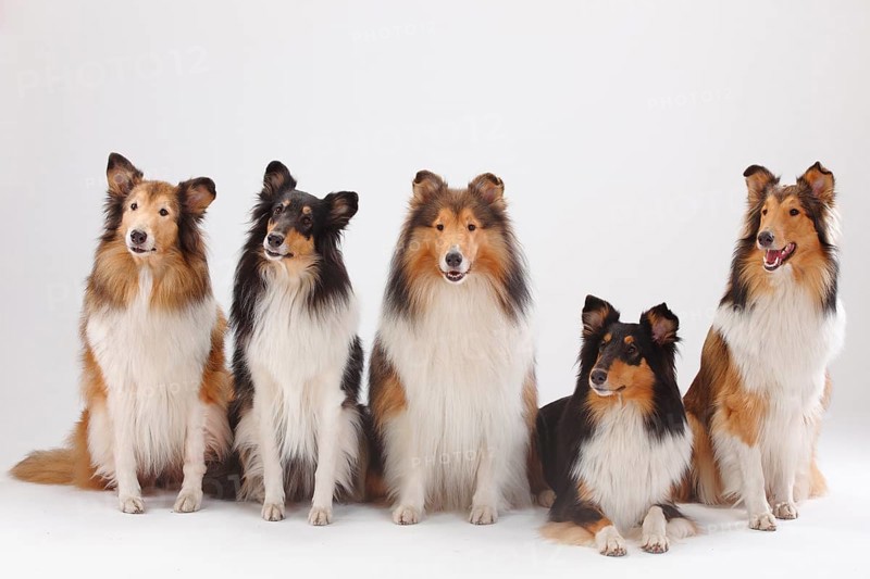 Longhair collies