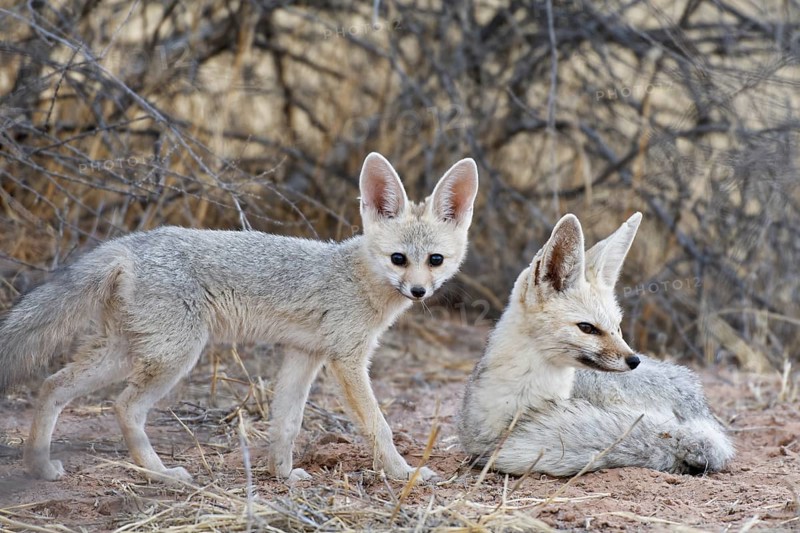 Cape foxes (Vulpes chama)