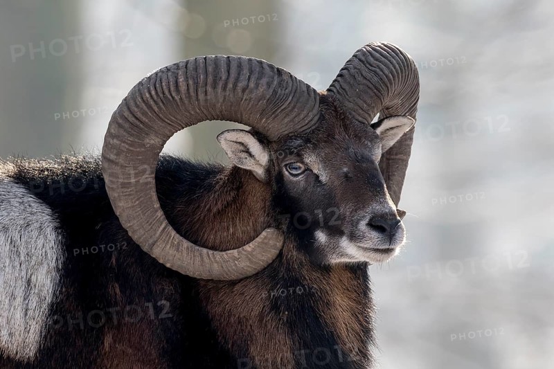 European mouflon (Ovis orientalis musimon)
