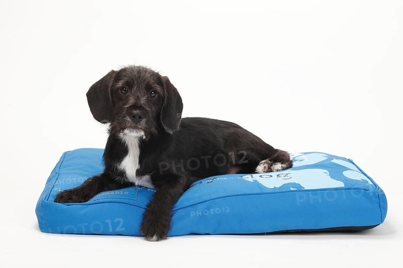 Mixed-breed dog