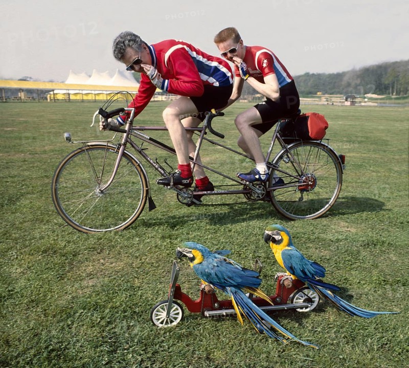 Competition two cyclists race against two parrots