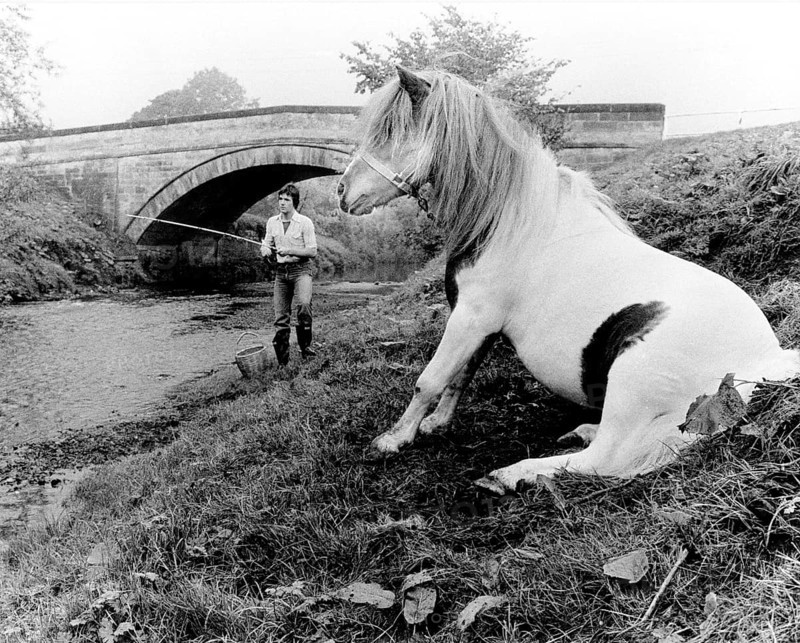 Horse and angler on shore