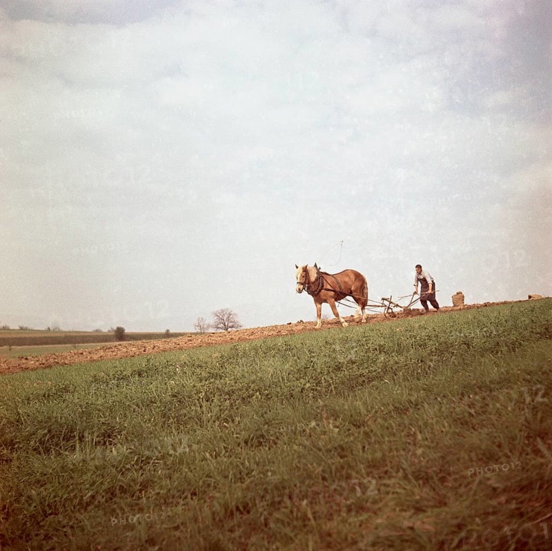 Man ploughs field with strained horse