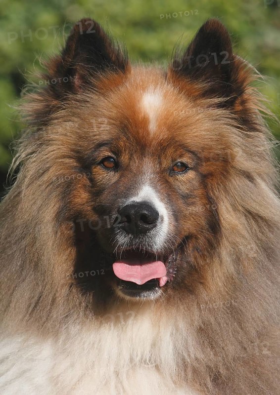 Great Elo male 5 years