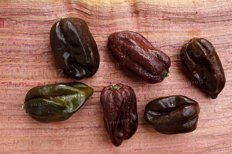 Habanero Chocolate (Capsicum chinense)