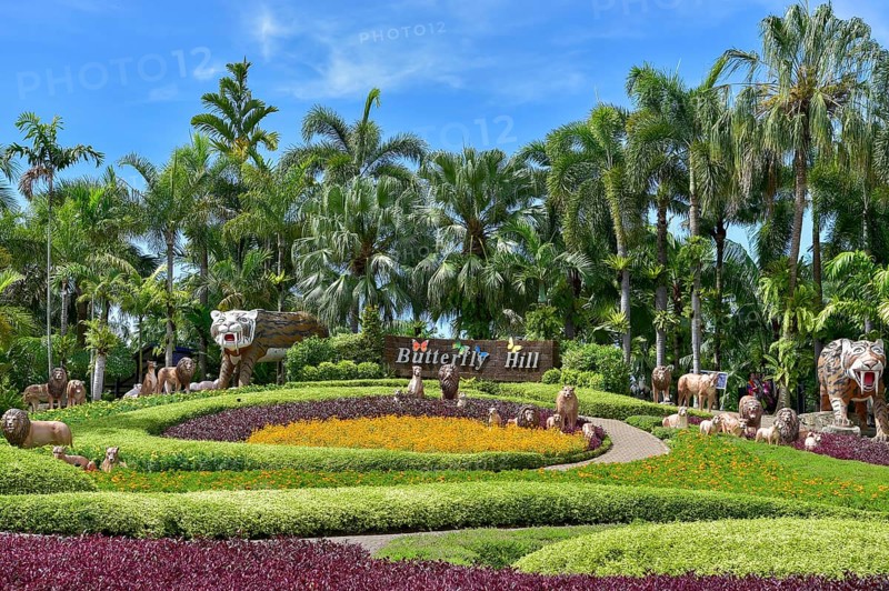 Butterfly Hill