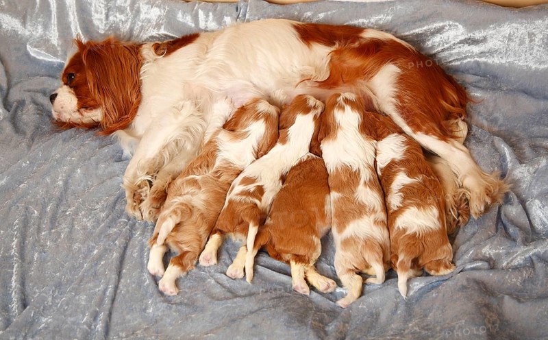 Cavalier King Charles Spaniel