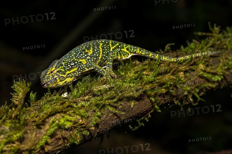 Canopy Chameleon (Furcifer willsii) on mossy branch