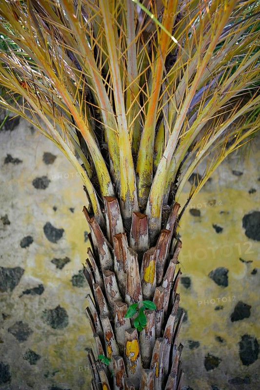 Tree trunk of a palm tree in front of a yellow black wall