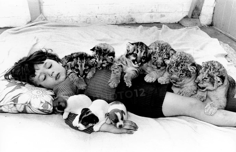 Small predatory cats and Jack Russel Terrier cuddling with a boy