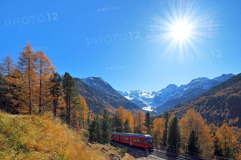 Bernina Express runs through larch forest in autumn