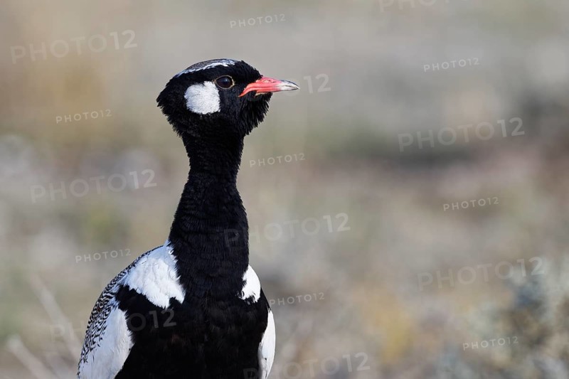 Northern black korhaan (Afrotis afraoides)