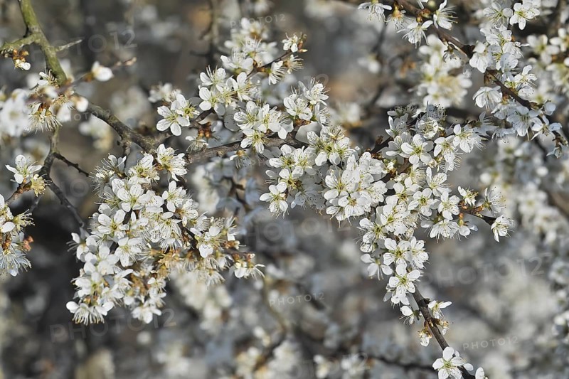White blossoms