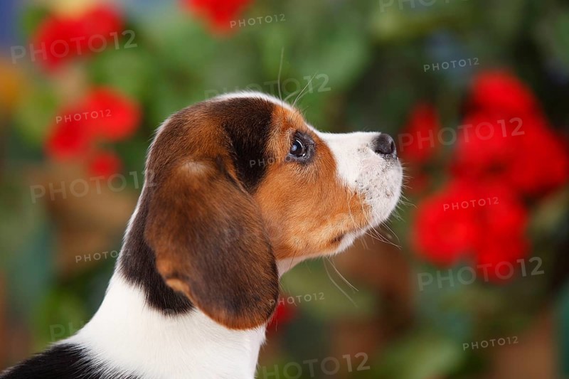 Beagle
