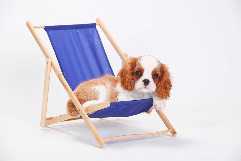 Cavalier King Charles Spaniel