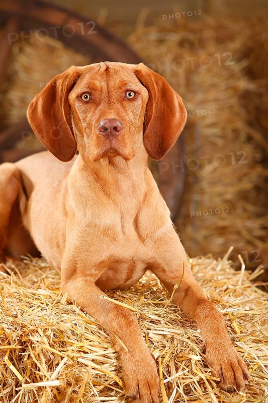 Wire-haired Hungarian pointing dog