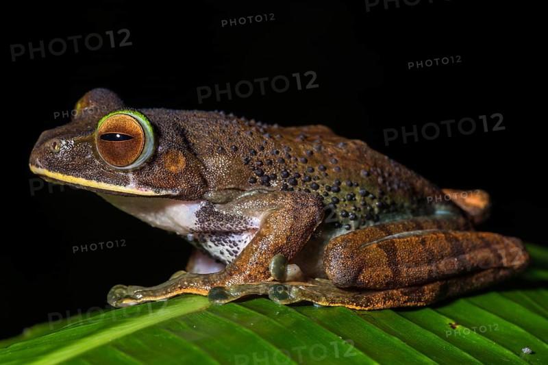 Tree climbing frog species (Boophis albilabris)
