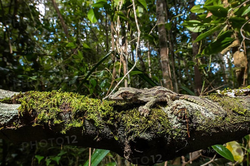 Mossy leaf-tailed gecko (Uroplatus sikorae)