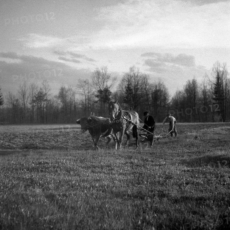 Men ploughing field with strained horses