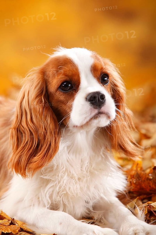Cavalier King Charles Spaniel