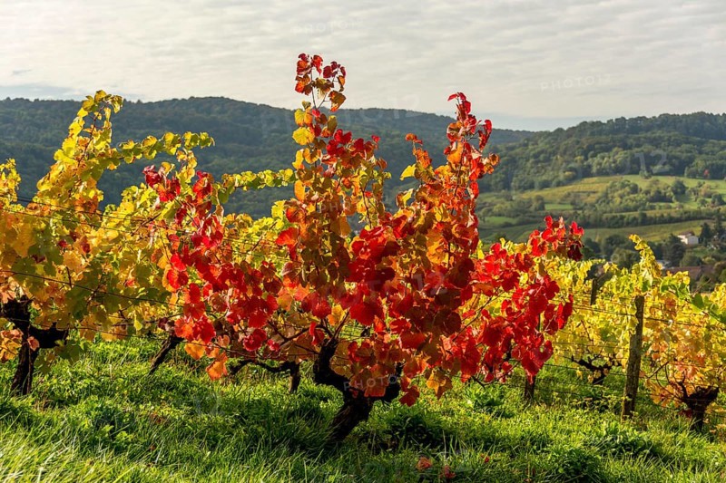 Vineyards in autumn