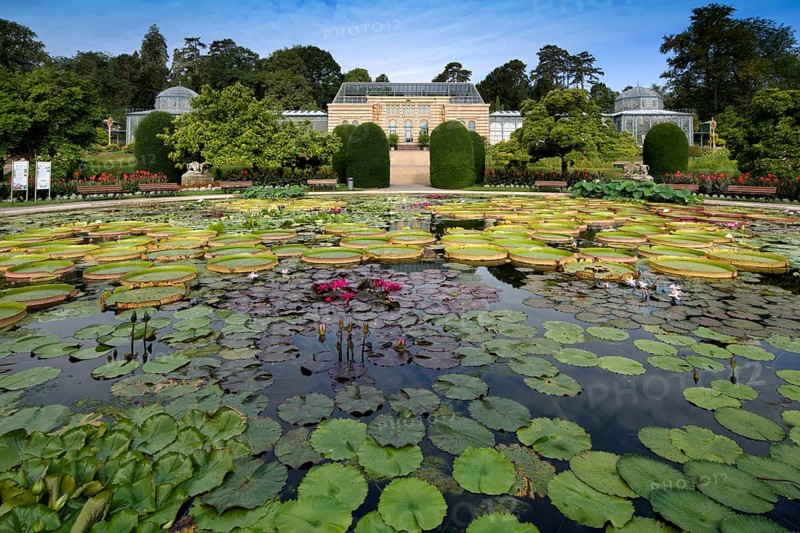 Lily pond