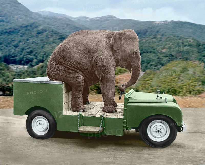 Elephant drives a car
