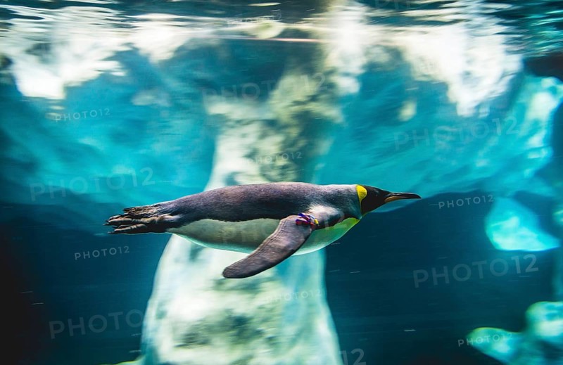 King penguin (Aptenodytes patagonicus) dives