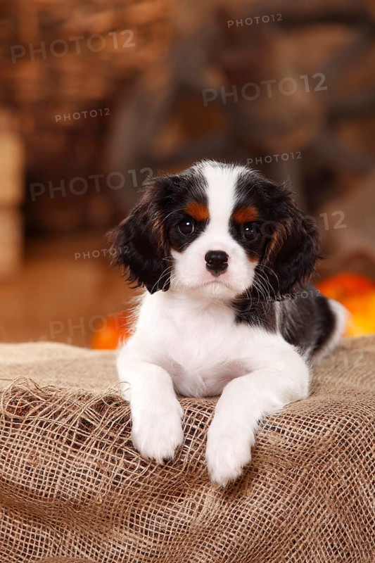 Cavalier King Charles Spaniel