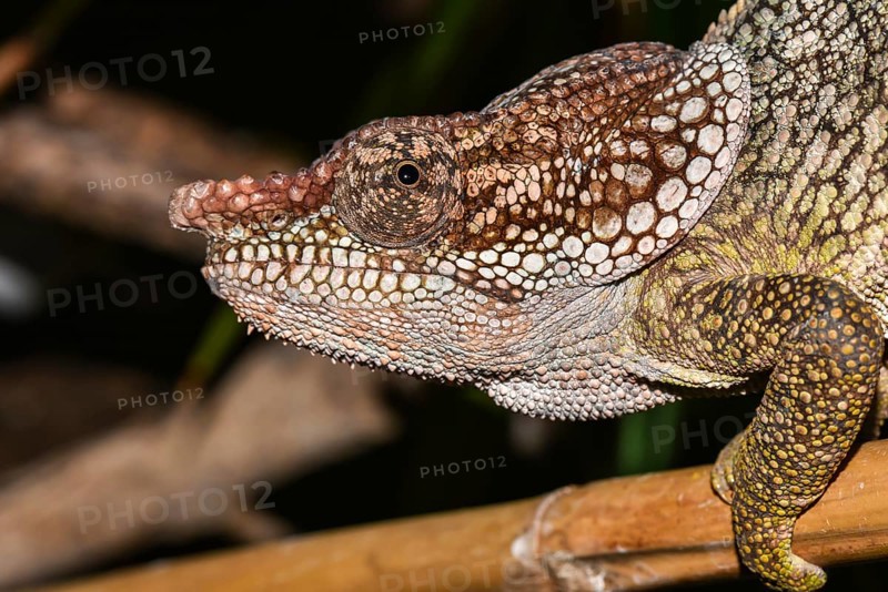 Short-horned chameleon (Calumma brevicorne)