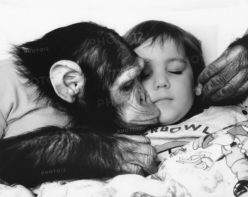 Chimpanzee kisses child
