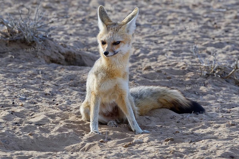 Cape fox (Vulpes chama)