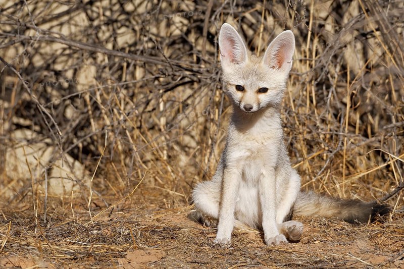 Cape fox (Vulpes chama)