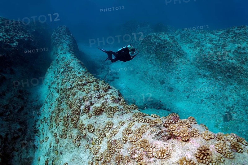 Diver swims over reef ridges with cauliflower corals (Pocillopora meandrina)