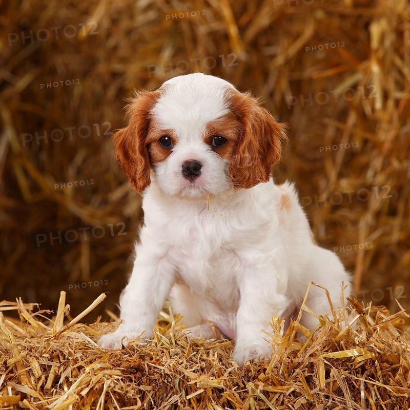 Cavalier King Charles Spaniel