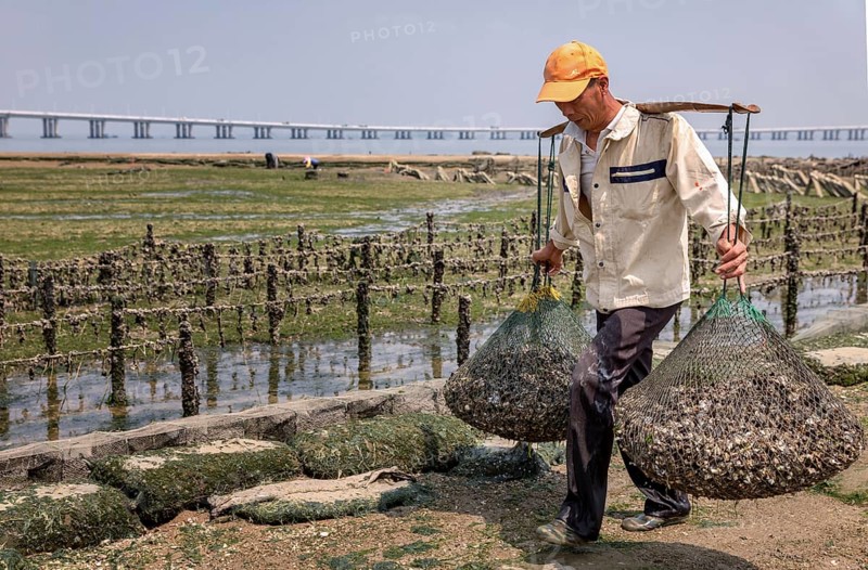 Oyster farmer collecting oysters at low tide