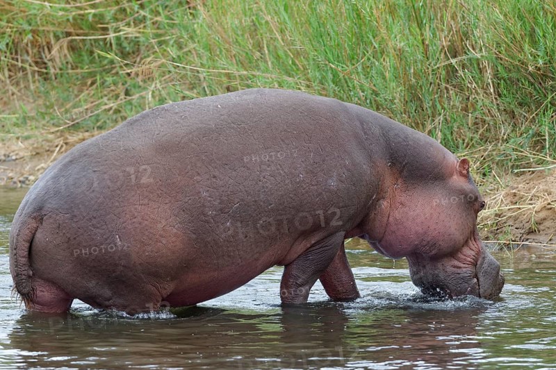Hippopotamus (Hippopotamus amphibius) going out of the water of the Olifants River