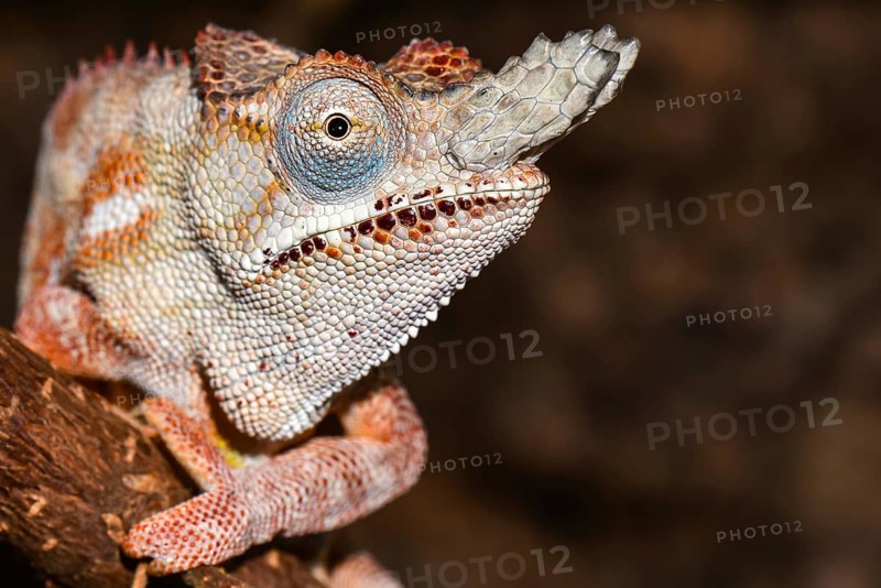 Lesser chameleon (Furcifer minor)