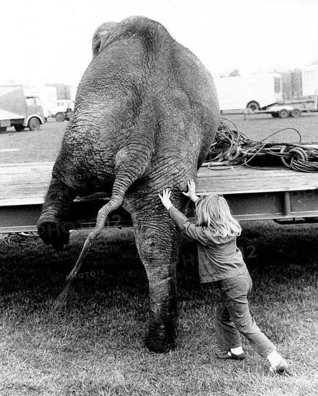 Girl pushes elephant