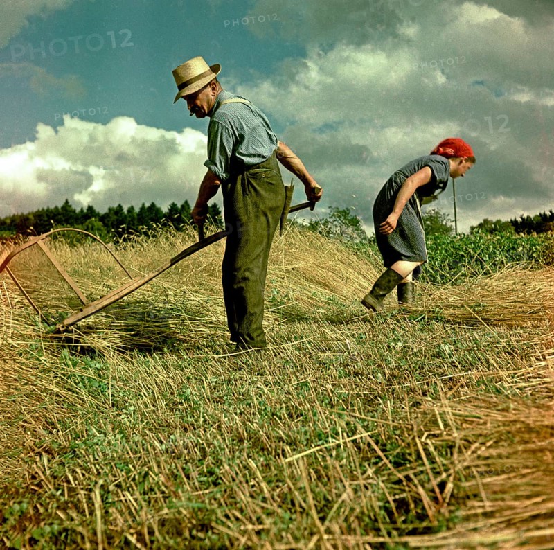 Man mowing grain with a scythe