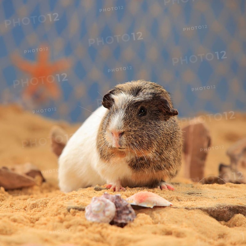 English Crested Guinea Pig