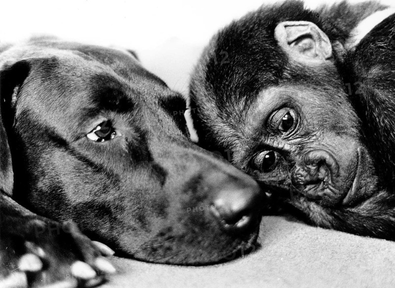 Gorilla and dog sleep