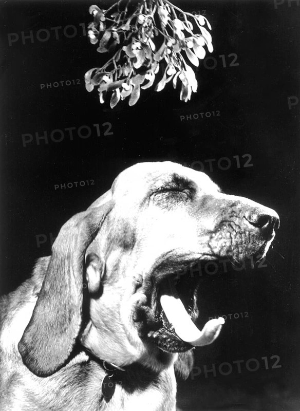 Dog yawns