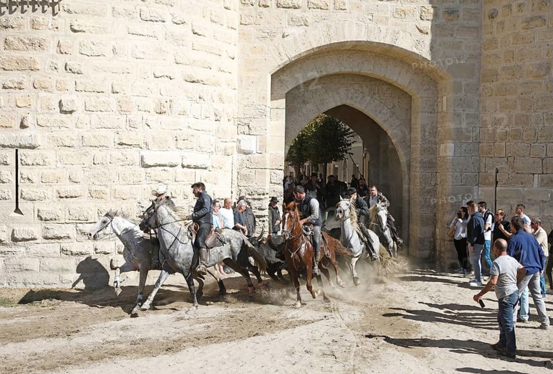 Gardians or bull herders on Camargue horses drive wild bulls through the city gate
