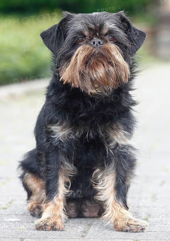 Griffon Bruxellois