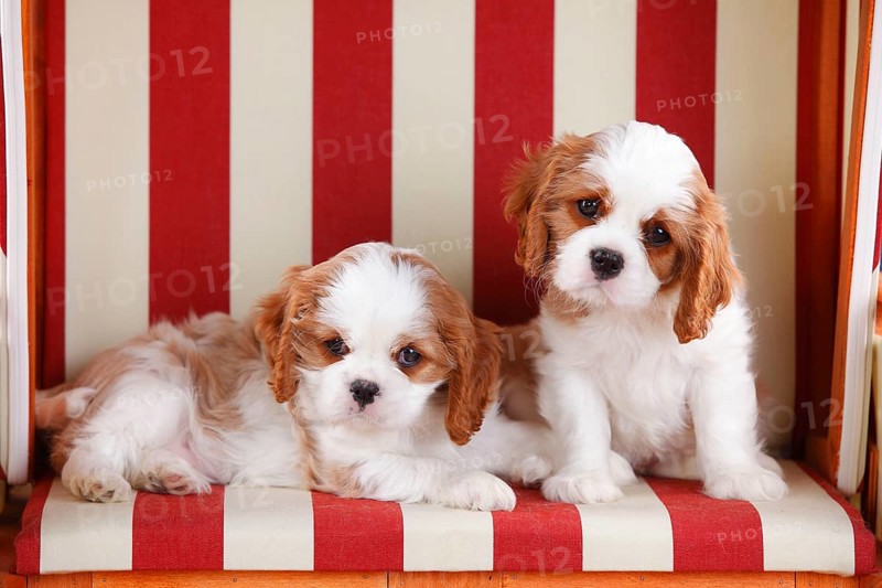 Cavalier King Charles Spaniel