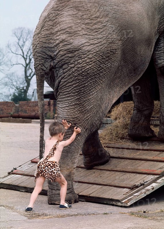 Child pushes elephant
