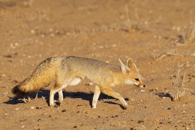 Cape fox (Vulpes chama)