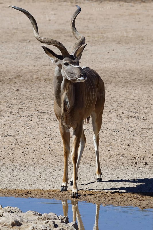 Greater kudu (Tragelaphus strepsiceros)